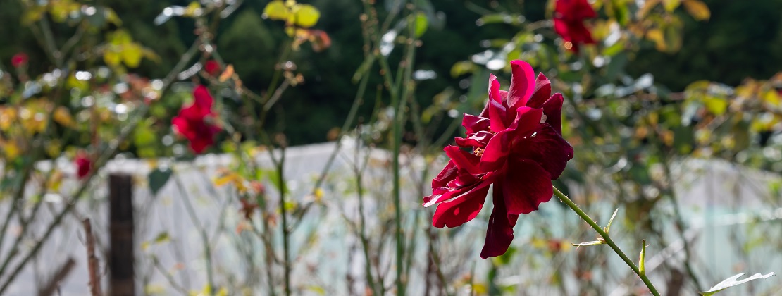 写真：古座川の野に咲くバラを味わう「Dew Rose CORDIAL」