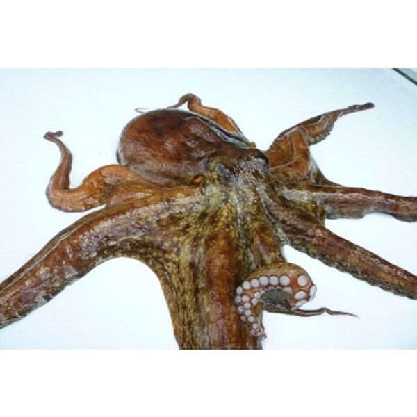 写真：加太の真蛸